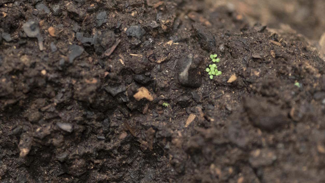 New plant growth emerging from rich soil