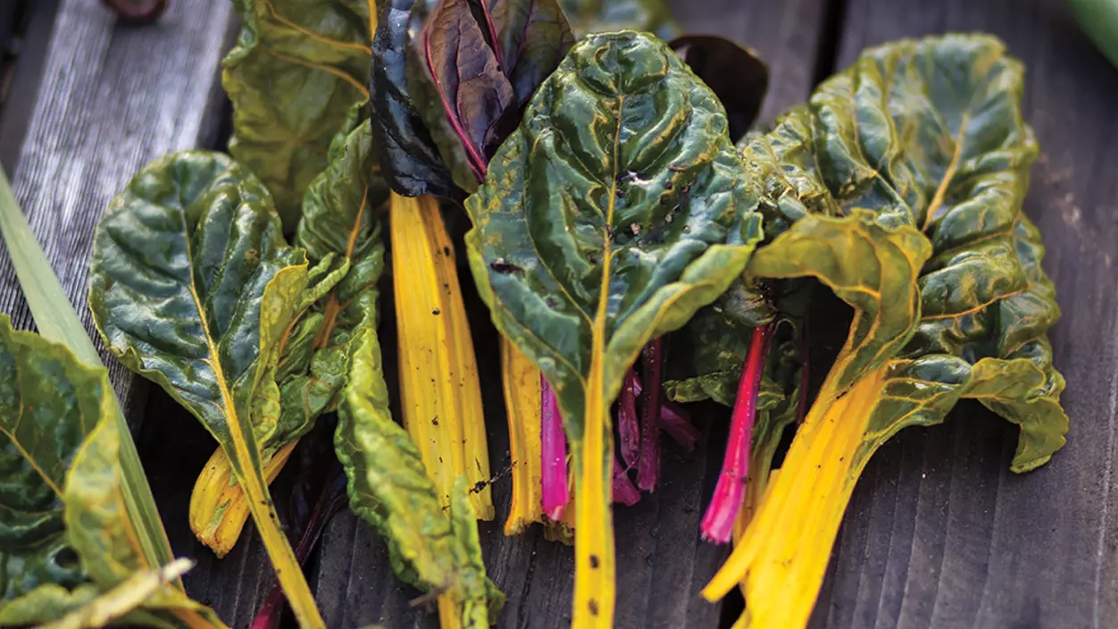 Greens harvested from the Puget Sound Garden