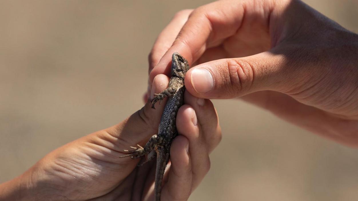 Two hands hold a western fence lizard