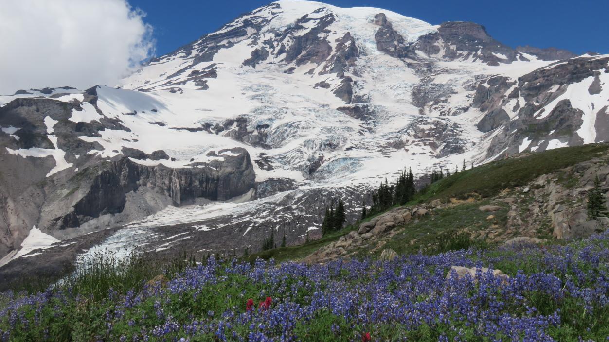 The summit of Mount Rainier towers over wildflowers.