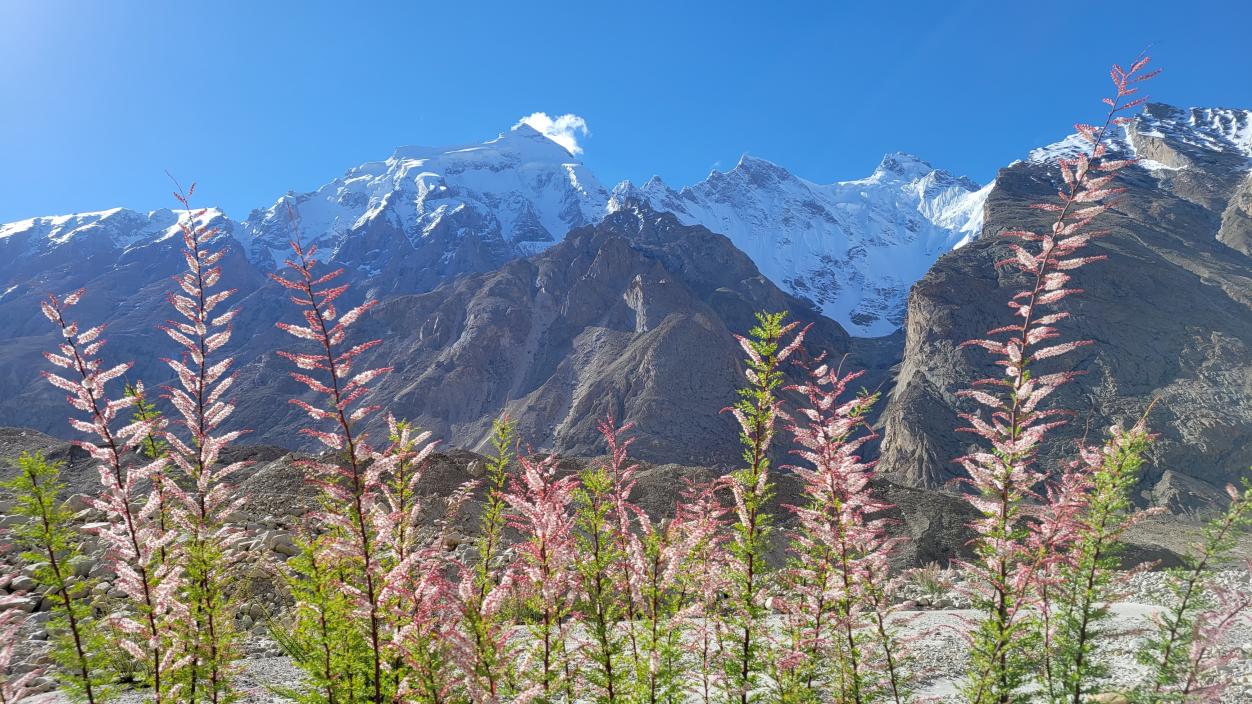 Wildflowers grow on the slopes of a mountain in the Karakoram Range.