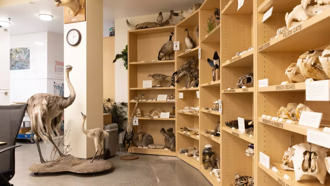 Specimens on display on the Museum of Natural History.