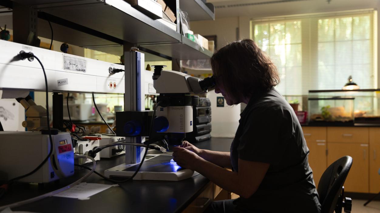 Professor of Biology Leslie Saucedo looks at a sample under a microscope.