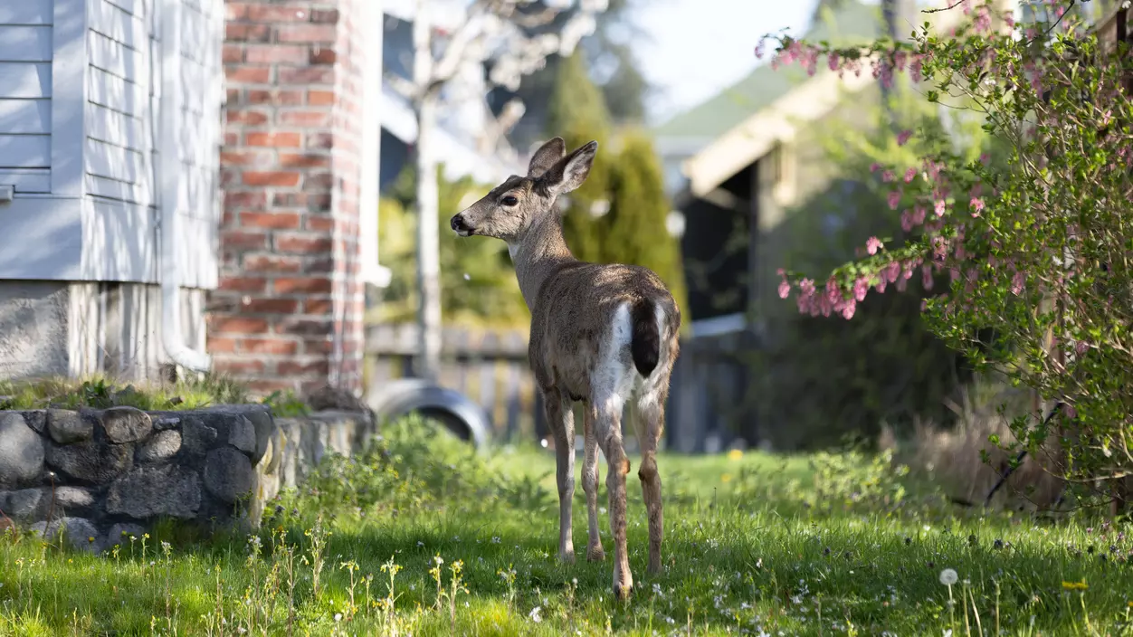Deer are a frequent sight on campus.