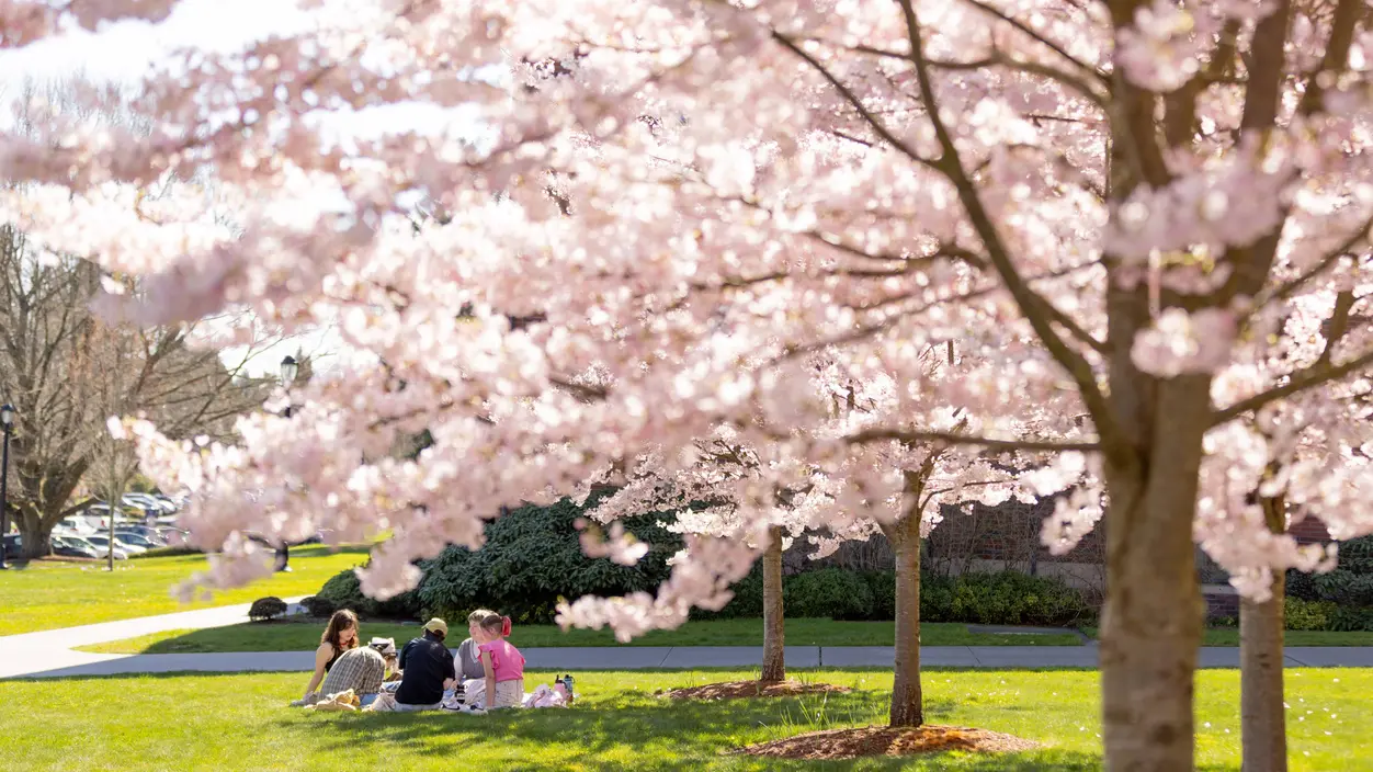 Students studying under the cherry trees