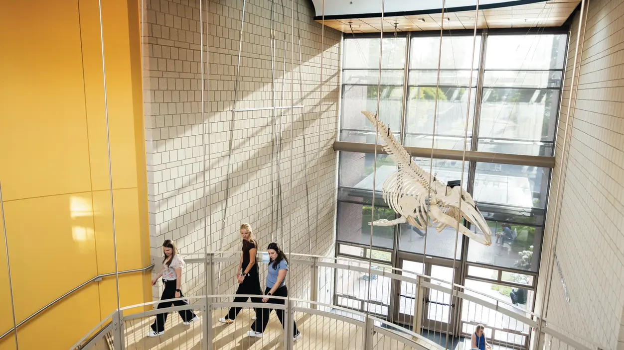 Whale skeleton hangs in Harned Hall