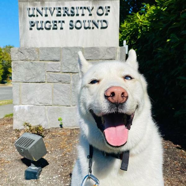 White dog stands in the sunshine in front of the Puget Sound sign on Union Avenue