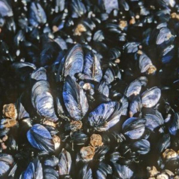 Pacific Blue Mussel