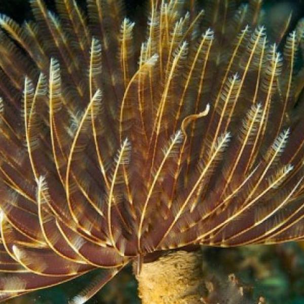 Feather Duster Worm