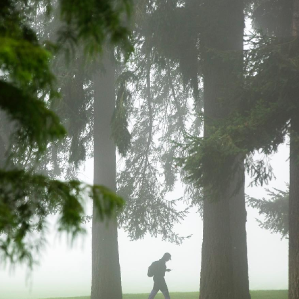 A student walks through the arboretum on a foggy morning.