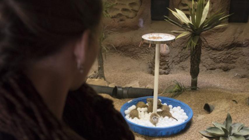 A student working on her observational study of meerkats at Point Defiance Zoo and Aquarium as part of her independent project for her Animal Behavior course.