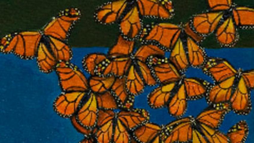 Kendra butterflies