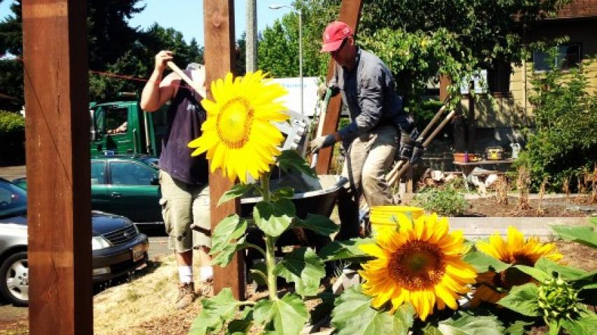 Two people building a fence behind some sunflowers