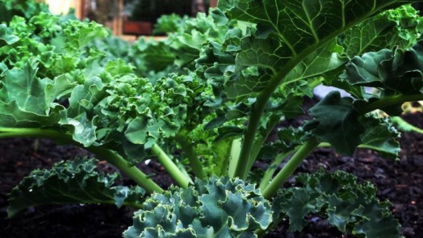 A close-up of kale growing in the ground