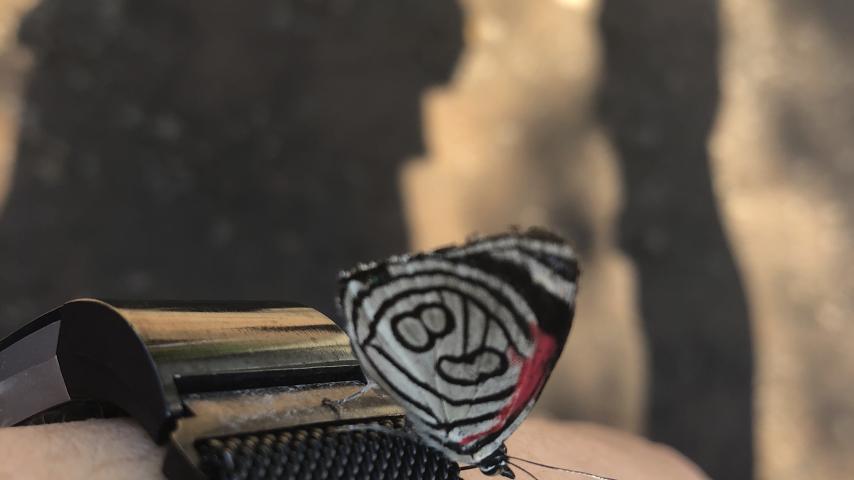A butterfly that has landed on a person's wrist