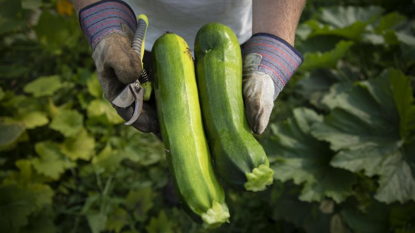 A person holding two zucchinis
