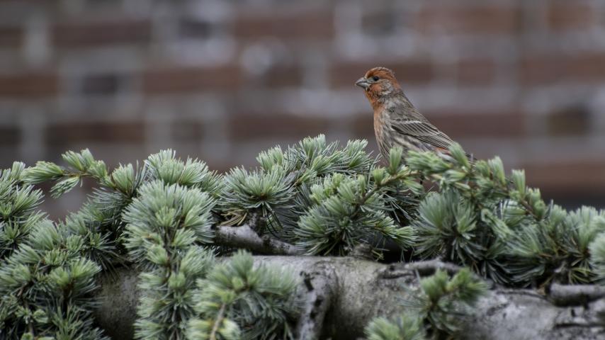 A small rust-colored bird perched on a tree branch