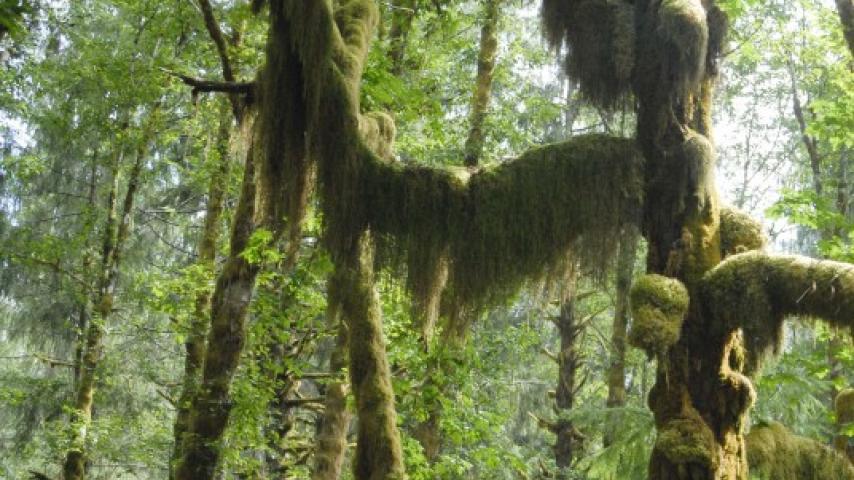 Mossy growth on trees in a forest