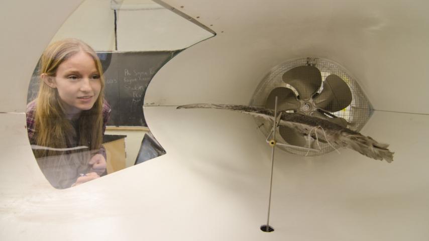 Wind tunnel object testing