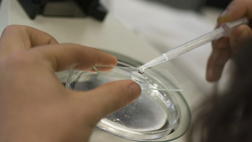 A dropper sample being added to a test slide