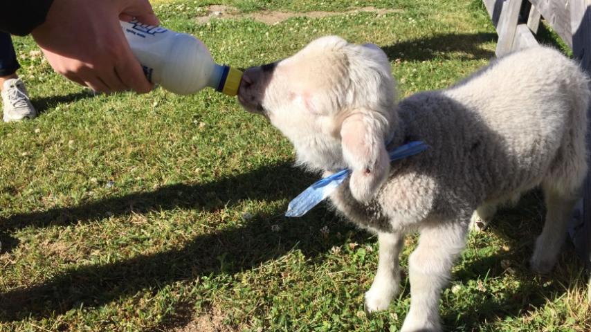 lamb with bottle