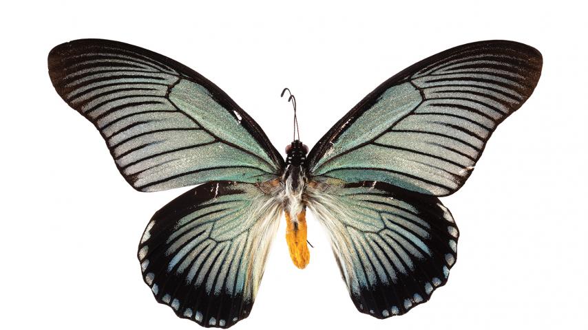 Giant Blue Swallowtail butterfly