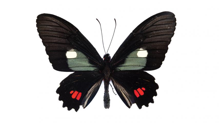 Variable Cattleheart butterfly