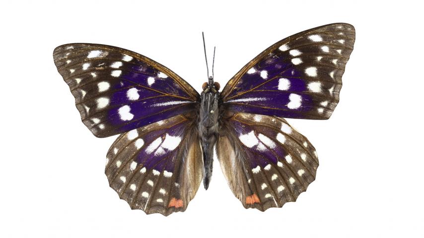 Great Purple Emperor butterfly