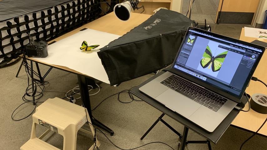 Butterfly photo shoot setup in Slater Museum of Natural History