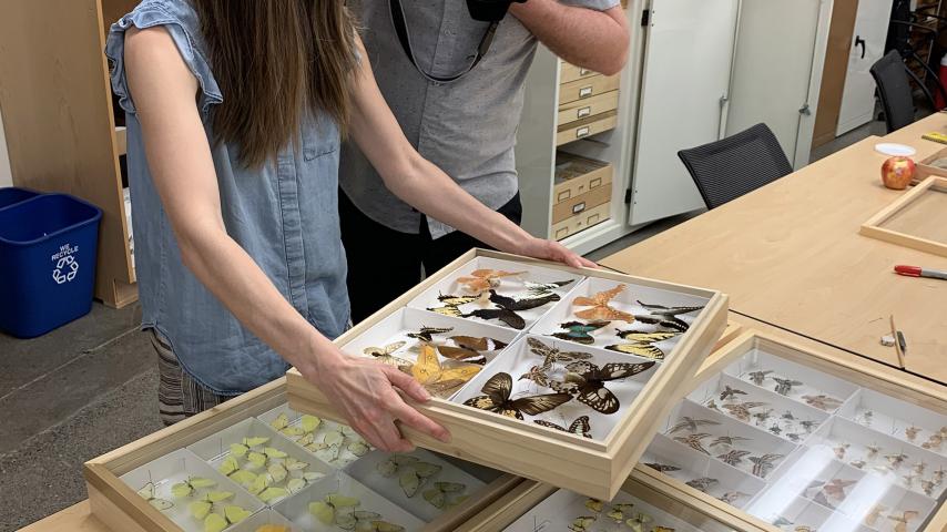 Photographer Sy Bean and helper Charis Hensley photograph a drawer of butterfly specimens