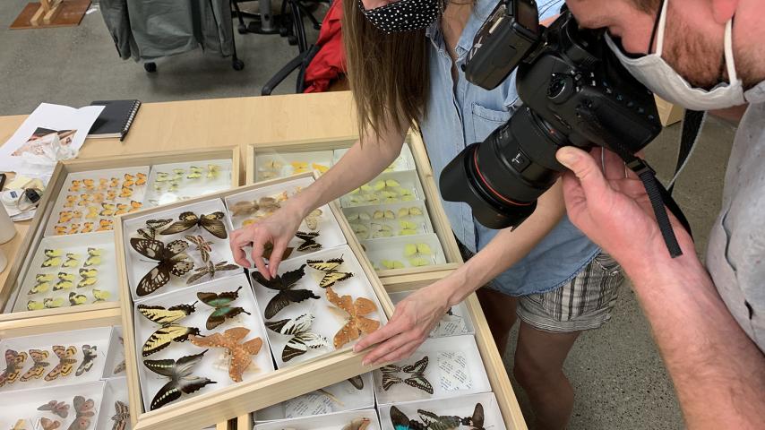 Photographer Sy Bean and helper Charis Hensley photograph a drawer full of butterfly specimens