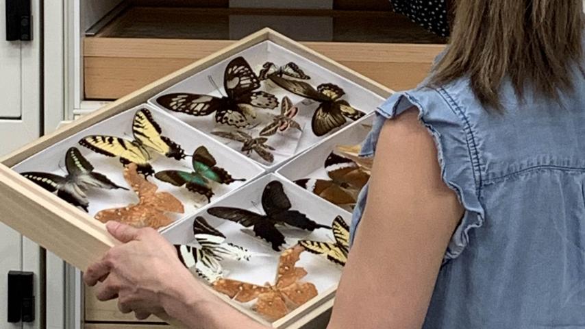 Charis Hensley pulls a drawer of butterfly specimens from the wall at Slater Museum of Natural History