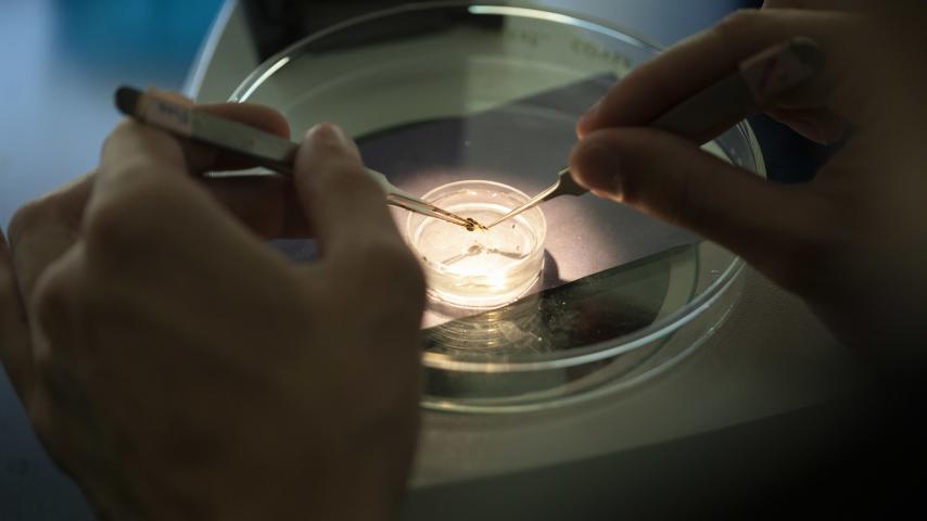 A research carefully places a small specimen on a circular microscope slide under a dim light