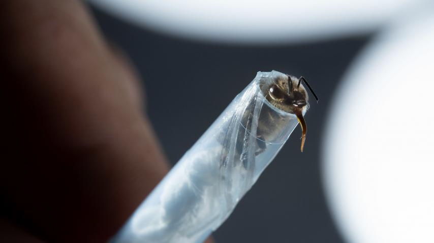 Closeup of a bee in a tube-like apparatus