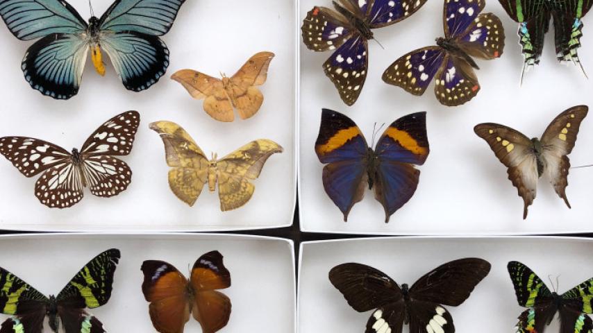 Some of the museum's 12,500 insect specimens.