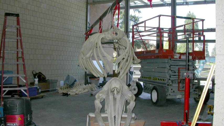 The whale skull waiting to be hung.