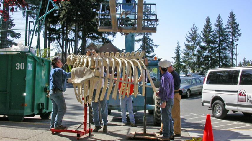 The team hooking to the lift to move the ribs to Harned Hall on May 3, 2006.