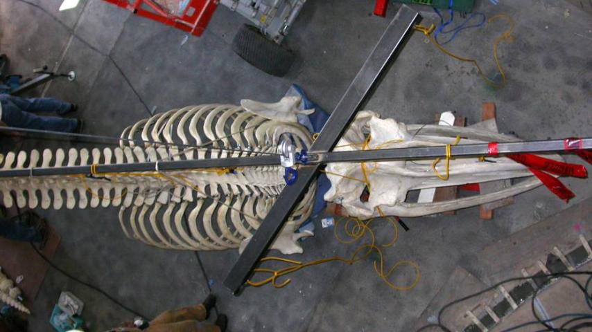 The hanging points on the ceiling were not perpendicular to the skull and the angled bar provided temporary hanging points that matched those on the ceiling for testing the alignment of the skull.