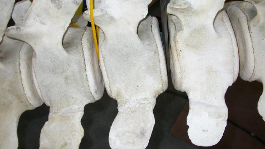 The lumbar vertebrae had healed processes that might indicate an injury that could have eventually contributed to the whale’s death.
