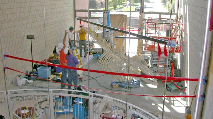 Isaac and Otto finish the tail. The whale is hanging from the temporary beam in the final posture at the end of the day 1 on May 3.