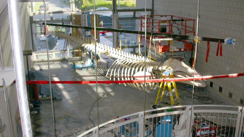 The whale in the morning sunlight on May 4, 2006, prior to hoisting.