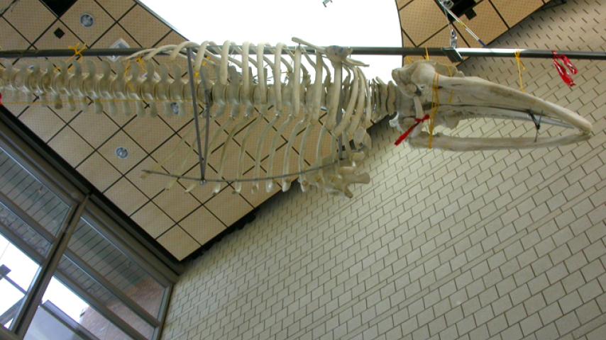 View of the whale skeleton from below.