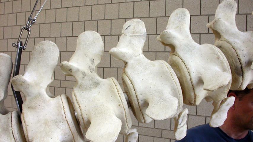 Details of the hanging bracket and spacers between vertebrae.
