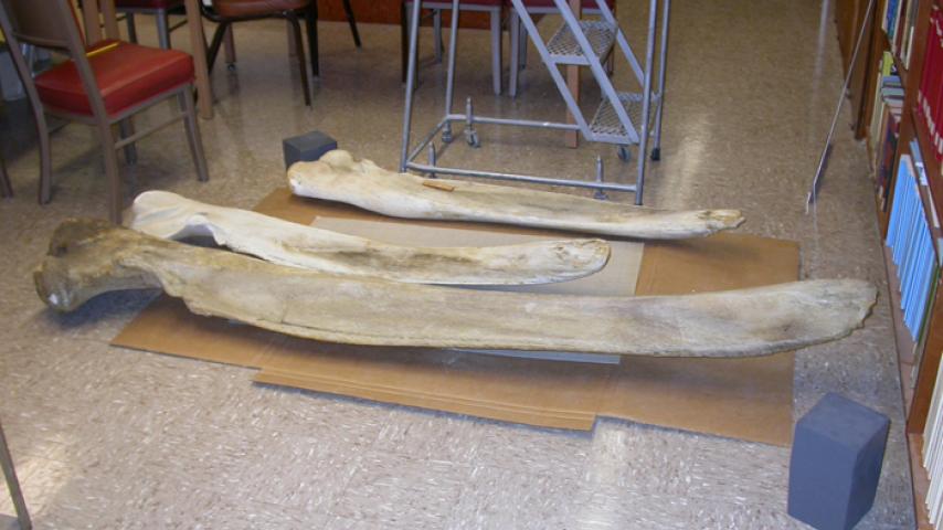 Pictured here are lower jaw bones of the juvenile gray whale (rear) placed aside that of an adult (front).
