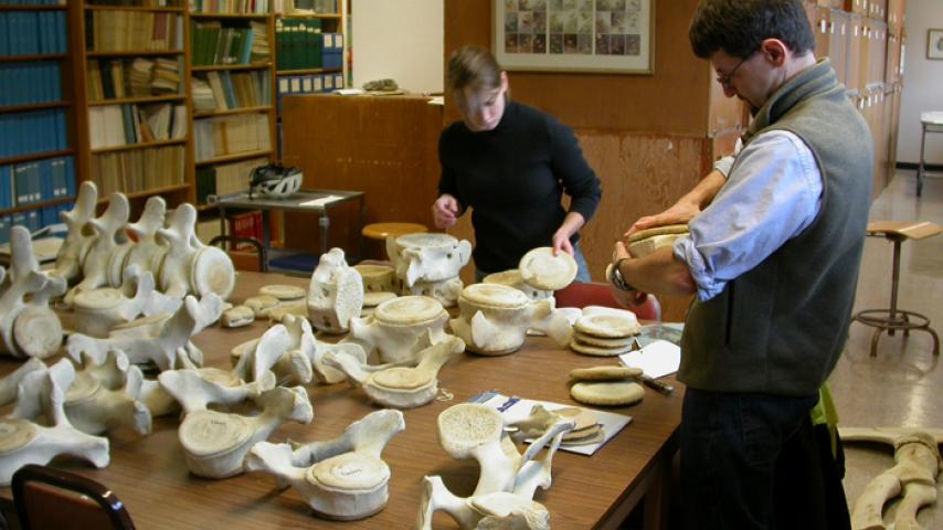 Museum Director Peter Wimberger and student volunteer Eileen Kennedy match the discs to the vertebrae.