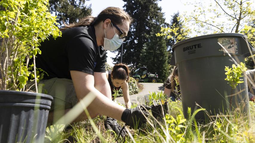 An Earth Day volunteer wearing a mask digs up an invasive plant.