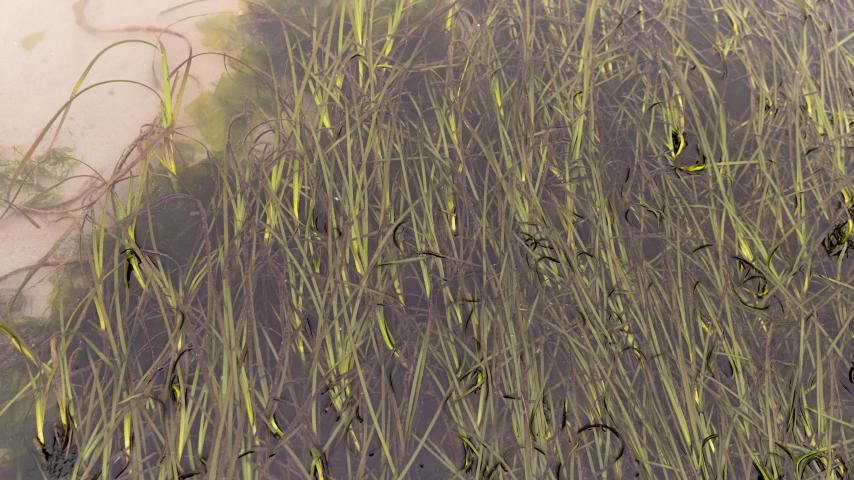 Eelgrass in Puget Sound.