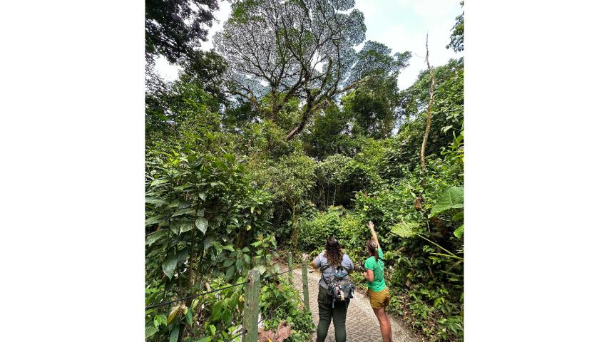 Professor Kena Fox-Dobbs looks up a tree in Costa Rica on a Georneys trip in 2023.
