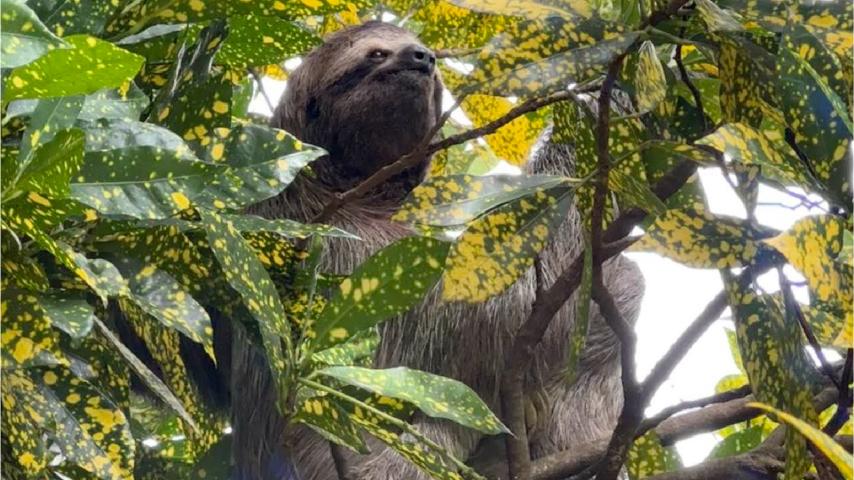 A sloth sits in a tree in a Costa Rican rainforest. Taken on a Georneys trip in 2023.