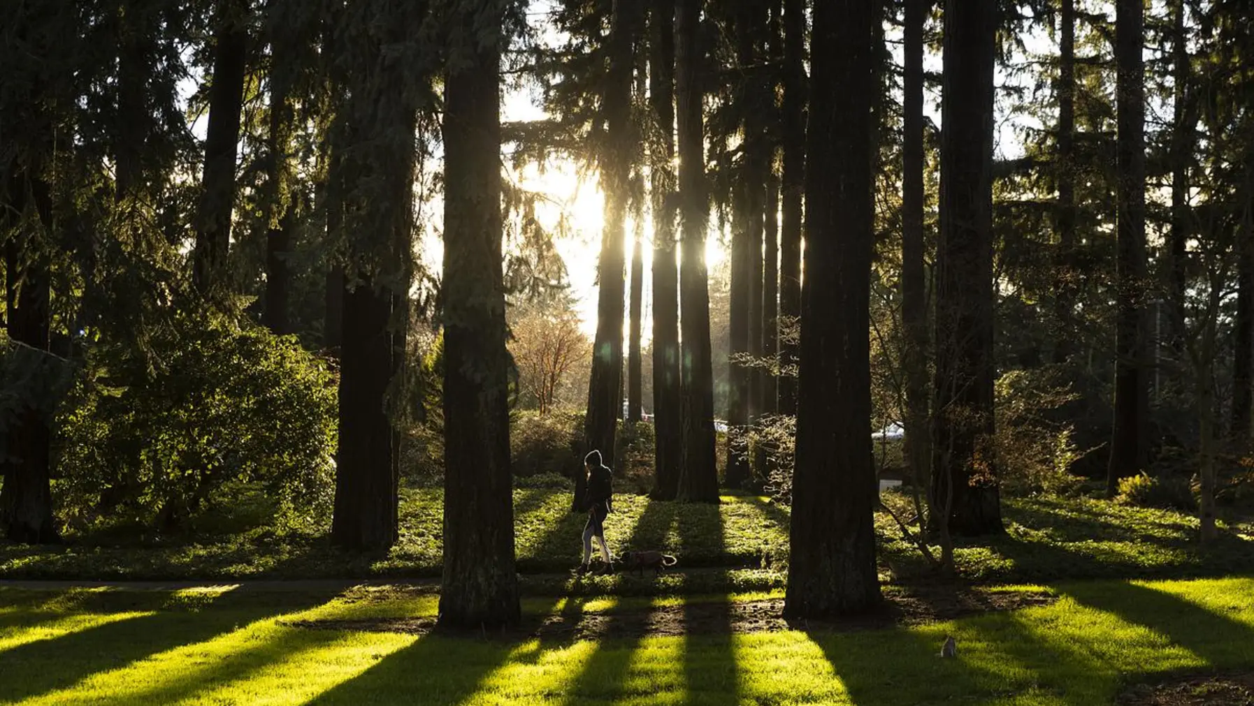 Sunshine peeking through the trees on campus